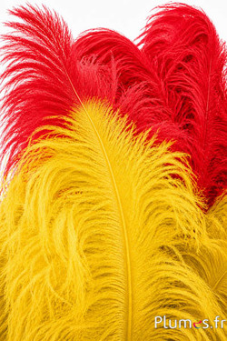 Struzzo premium - 50-60 cm - giallo-rosso